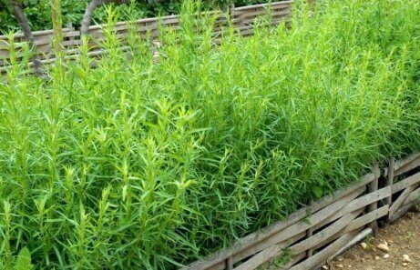 grządka estragonu