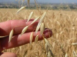 Owies - poznaj dwa tanie i zdrowe przepisy