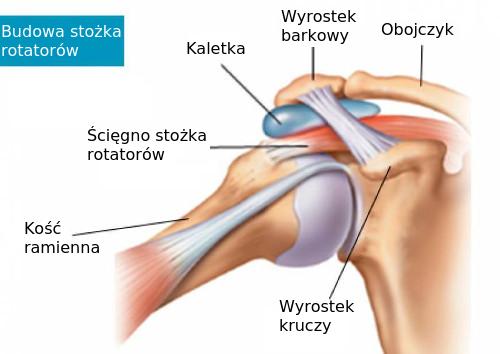 Pierścień rotatorów